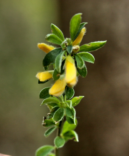 piantina a fiori gialli - Genista cfr.pilosa